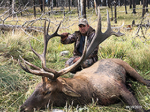 New Mexico Bull Elk