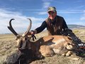 New Mexico Pronghorn Antelope