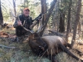 new mexico bull elk