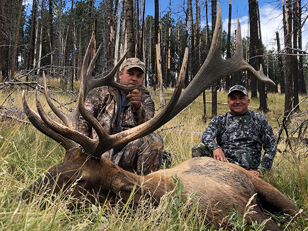 New Mexico Bull Elk