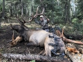 new mexico bull elk