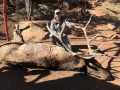 new mexico bull elk