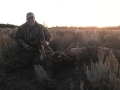 new mexico bull elk