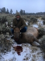 bull elk