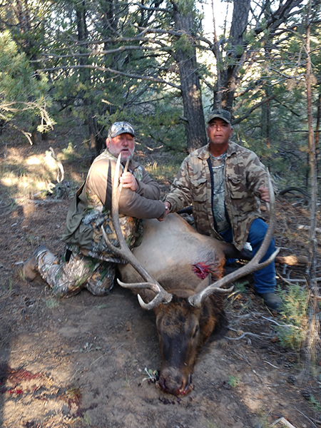 New Mexico Bull Elk