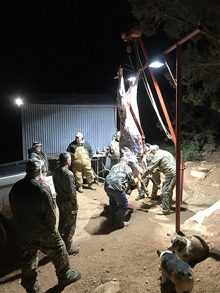 New Mexico Hunters Skinning a Bull Elk