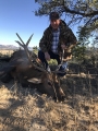 bull elk