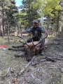 New Mexico Bull Elk