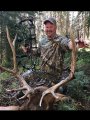 mule deer