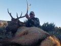 New Mexico Bull Elk