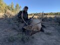 New Mexico Bull Elk