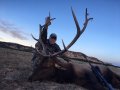 New Mexico Bull Elk