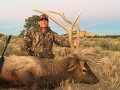 New Mexico Bull Elk