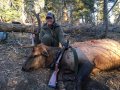 New Mexico Bull Elk