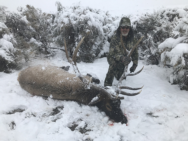 New Mexico Bull Elk