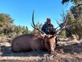 New Mexico Bull Elk