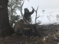 New Mexico Bull Elk