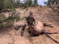 New Mexico Bull Elk