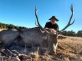 New Mexico Bull Elk