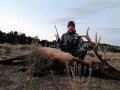 New Mexico Bull Elk