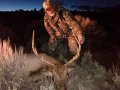 New Mexico Bull Elk