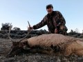 New Mexico Bull Elk