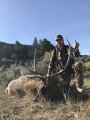 New Mexico Bull Elk