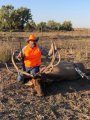 New Mexico Bull Elk