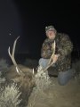 New Mexico Bull Elk