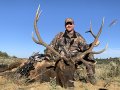 New Mexico Bull Elk