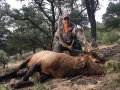 New Mexico Bull Elk