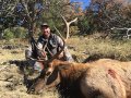 New Mexico Bull Elk