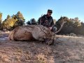 New Mexico Bull Elk