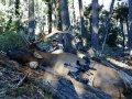 New Mexico Bull Elk