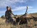 New Mexico Bull Elk