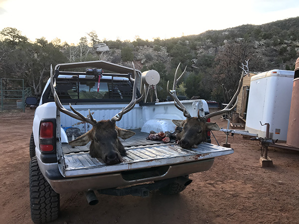 New Mexico Bull Elk