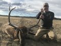 New Mexico Bull Elk