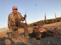 New Mexico Bull Elk