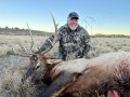 New Mexico Bull Elk