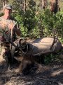 New Mexico Bull Elk