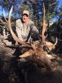 New Mexico Bull Elk