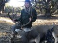 New Mexico Mule Deer