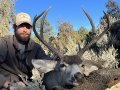 New Mexico Mule Deer