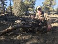 New Mexico Mule Deer